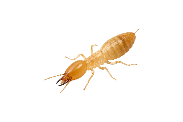 Termites